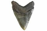 Giant Fossil Megalodon Tooth - Massive River Meg #258772-2